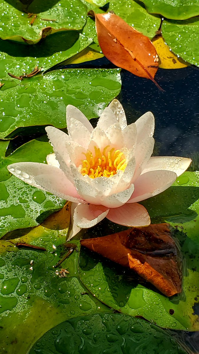 YTGoodDad's tweet photo. I'm just going to put this here and say Ribbet 🐸 #frogslife 
#GoodDad #WithGalaxy @SamsungMobileUS #teamsamsung #LoveForGalaxy #DoWhatYouCant #GalaxyS10 https://t.co/Ws5sIbb2l8