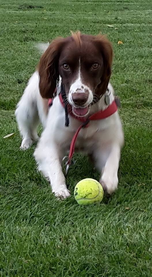 rosieDoc2's tweet photo. #Spanielhour WHO HAS BALL/FOOD OBSESSED LIBBY? Liver&amp;white #ESS SPAYED &amp; CHIPPED #Flamstead #StAlbans £5000 reward/finders fee 6/3/16 OVER 3 YRS AGO #bringLibbyhome her family miss her so very much 💔
https://t.co/Mofv0tPd2E https://t.co/P5oR76ZVPF