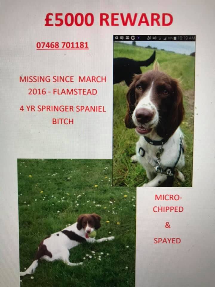 rosieDoc2's tweet photo. #Spanielhour WHO HAS BALL/FOOD OBSESSED LIBBY? Liver&amp;white #ESS SPAYED &amp; CHIPPED #Flamstead #StAlbans £5000 reward/finders fee 6/3/16 OVER 3 YRS AGO #bringLibbyhome her family miss her so very much 💔
https://t.co/Mofv0tPd2E https://t.co/P5oR76ZVPF