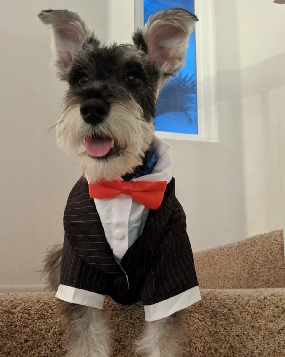 alfie_pet's tweet photo. Your furry friend will steal the show in our Oscar tux 🐶❤📷@rockstar_schnauzer18
.
.
.
#tuxedo #wedding #ilovemydog #minischnauzer #dogs #styledog #petfashion #love #ido #groom #fashion #redbow #bowtie https://t.co/6PQGtjCrve