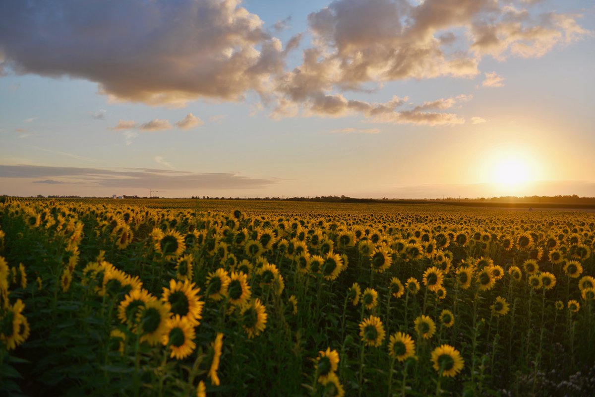 ForRitualArts's tweet image. Time to harvest, feast, sell your wares and make a match! The days are growing shorter, and the season of reaping is upon us!

What is your favorite Lughnasadh ritual? Is it a favorite recipe? A dance? A festival? #Lughnasadh 

Image by Peter de Vink.