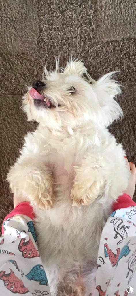 Illuminations A Cappella tweet media