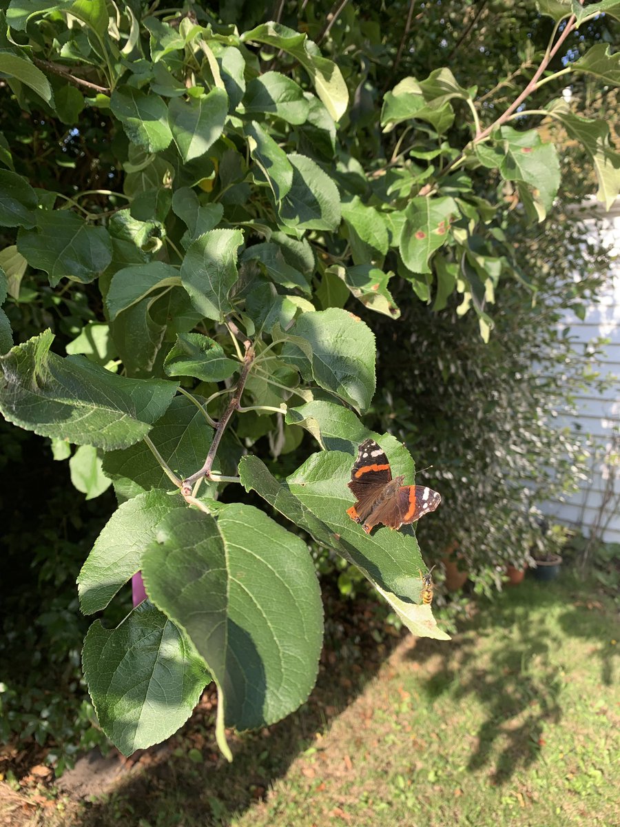 LynnParsonsUK's tweet image. More Butterfly action @magicfm #flutterflutter pinch &amp;amp; zoom .. Go on You know you want to 🦋🦋