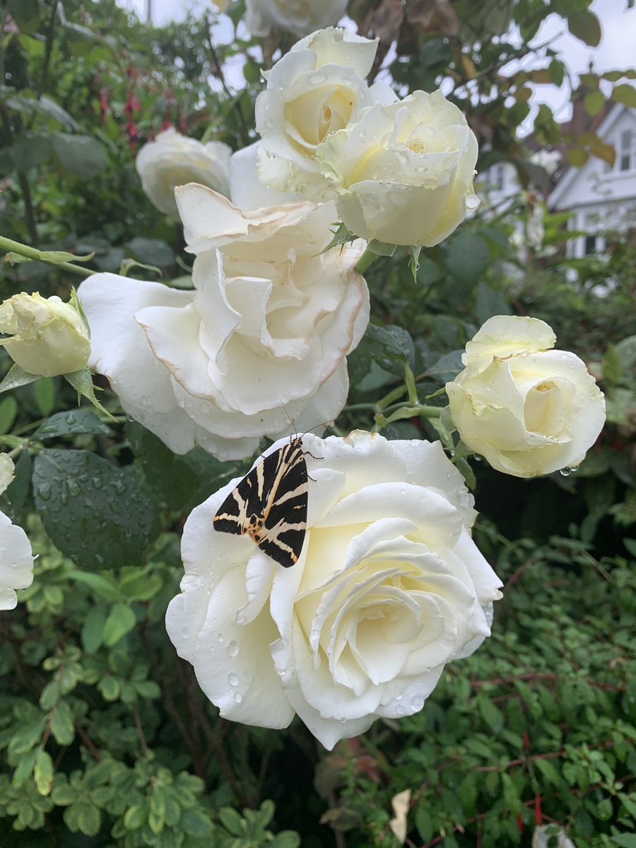 LynnParsonsUK's tweet image. More Butterfly action @magicfm #flutterflutter pinch &amp;amp; zoom .. Go on You know you want to 🦋🦋