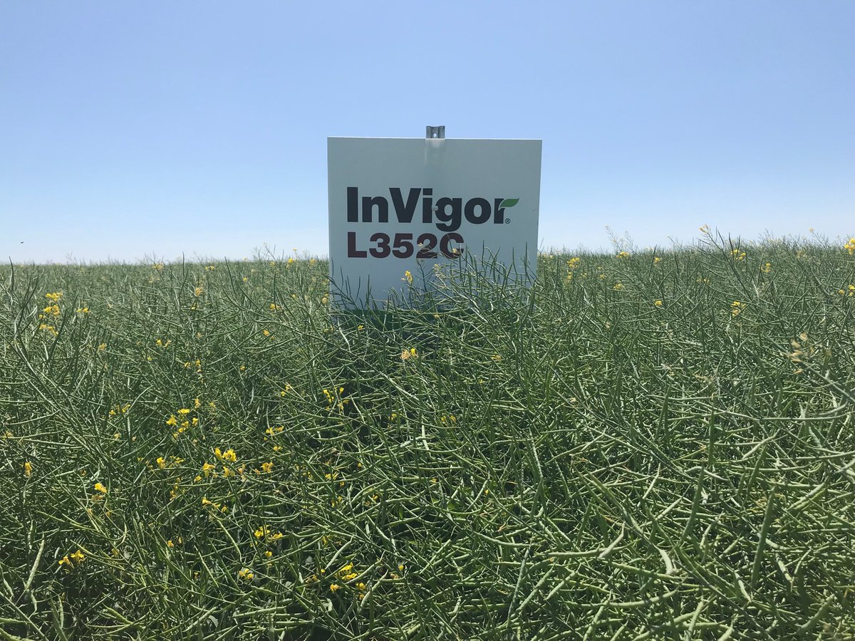 The #InVigor swath DST with ⁦<a href="/farmwesolson/">Wes Olson</a>⁩ near Minnedosa looks fantastic! 🙌 L352C is threatening to outgrow its sign...