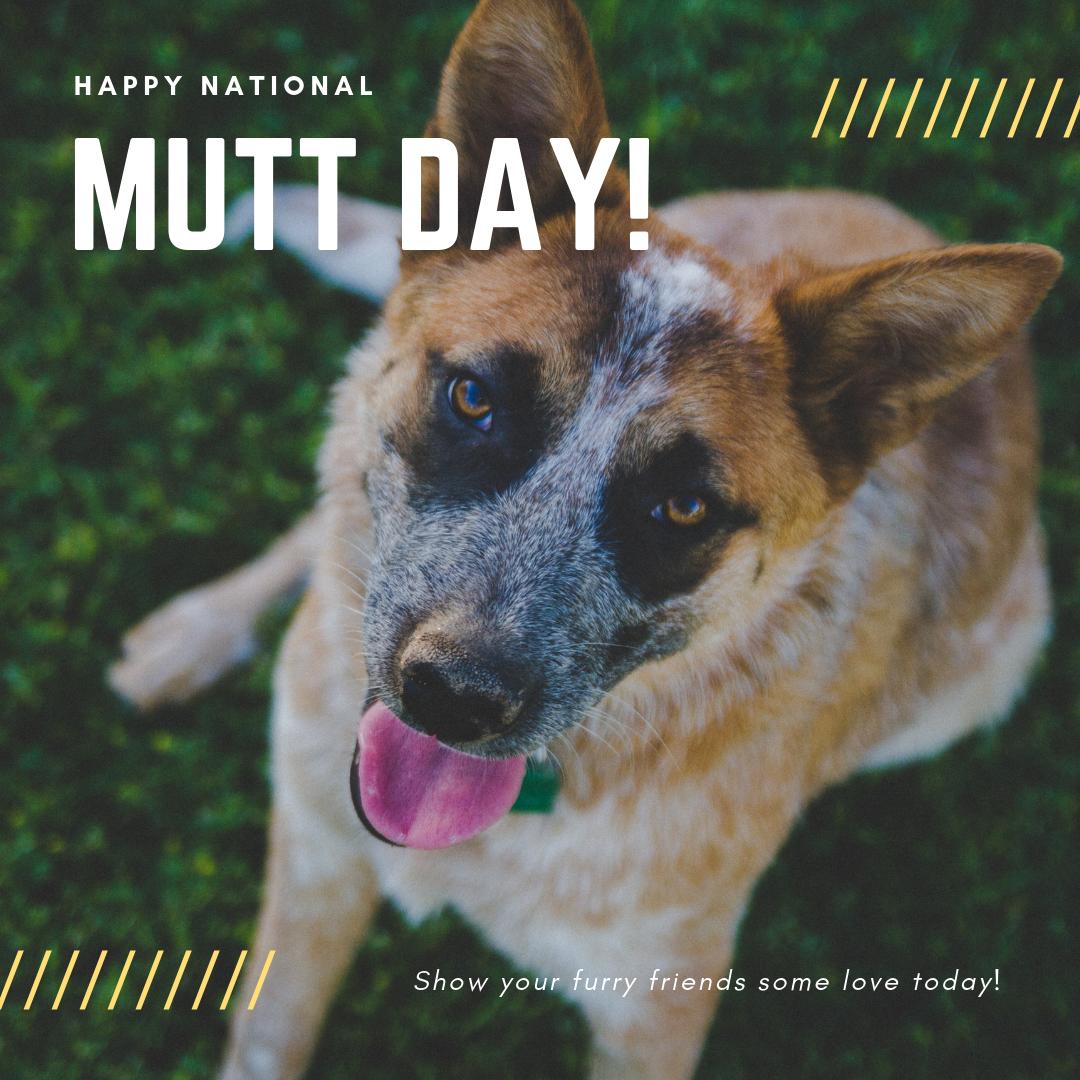Today is #nationalmuttday! Take a moment today to appreciate our unique furry friends, and if you want to go above and beyond, reach out to a local shelter to volunteer your time or to ask about whether they offer services to survivors fleeing relationship violence.