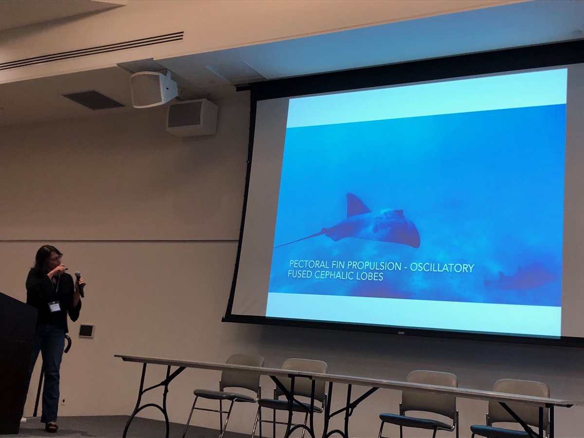 Karen Crow shows us undulating swimming in batoids! Development in myliobatoids done by ⁦@KseaHall⁩ that shows their cephalic lobes are part of their pectoral fins! Very cool!! ⁦@EvoDevoPanAm⁩ #EvoDevo19