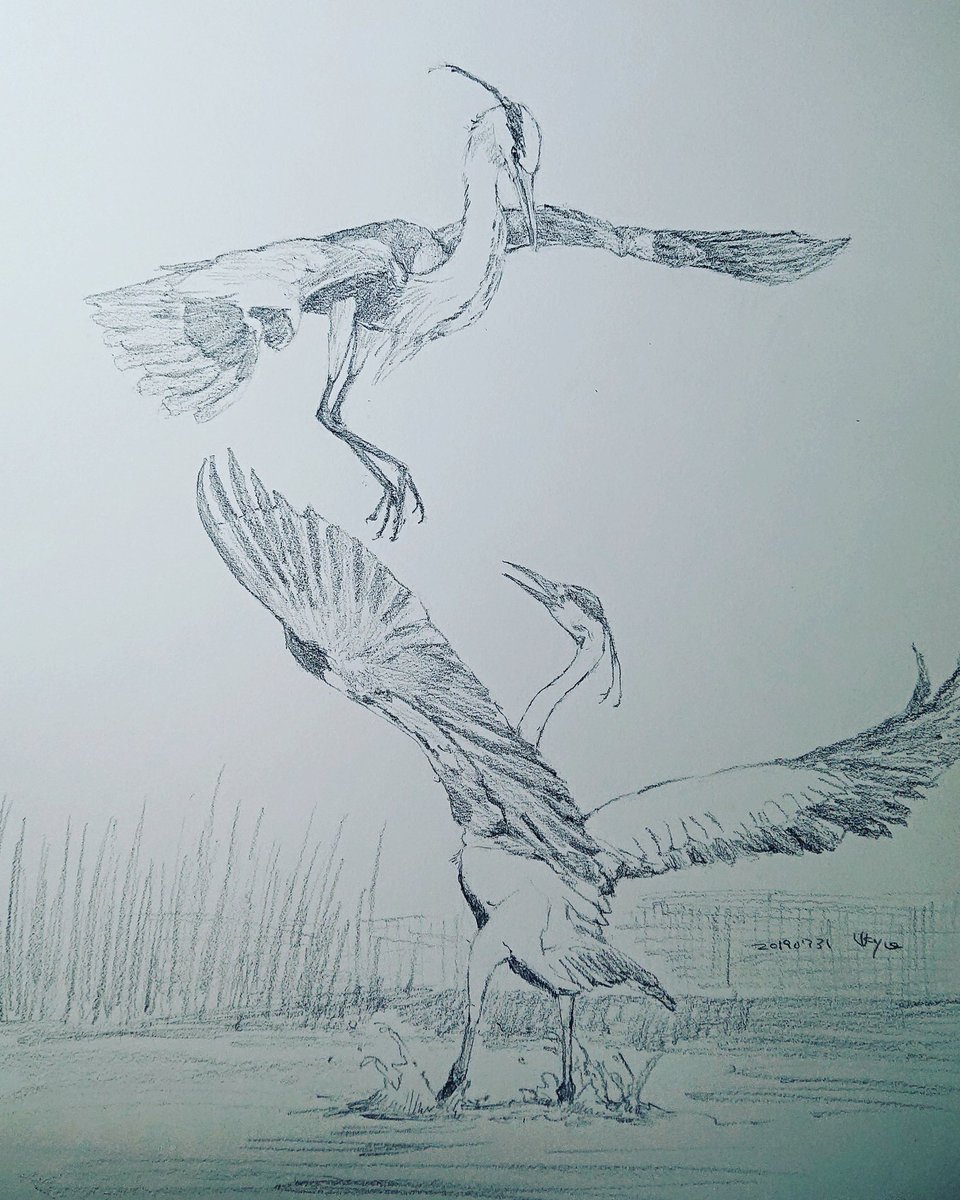 Kagetsu Ukyo 卯京 華月 Twitter પર 今日の落書き アオサギづくし 外出先から帰ってきたところで時間かけてないので明日頑張る 落書き 鉛筆画 練習 素描 一日一絵 今日の落書き 絵描き Art 絵描き人 絵描きの輪 絵描きさんとつながりたい