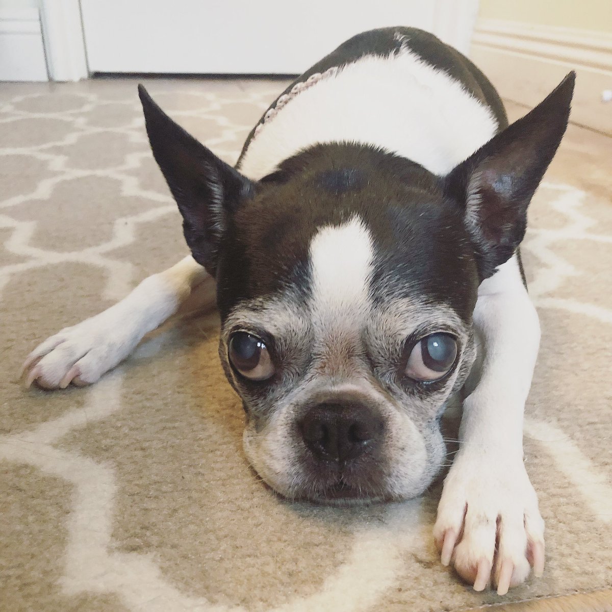 This is the Mondayest Monday that ever Mondayed 😳 #bostonterriernation #bostonterrier #bostonterriersrule #bostonterrierlife #bostonterrierpics #bostonterriers #bostonterrierlove #dogsofinsta #bostonterriersforever #doglife #dogsofinstagram #squishyfacecrew #mondaymood #dogmodel