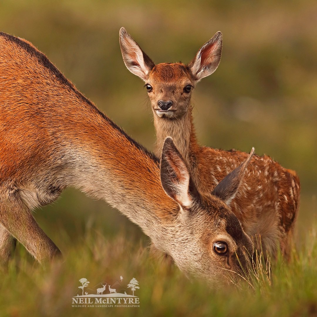 Over the last few weeks my photographic aim has been on the Red deer hinds with their calves. Hope you like this one of a calf giving me a look as mum grazes. <a href="/BritishDeerSoc/">British Deer Society (BDS)</a>