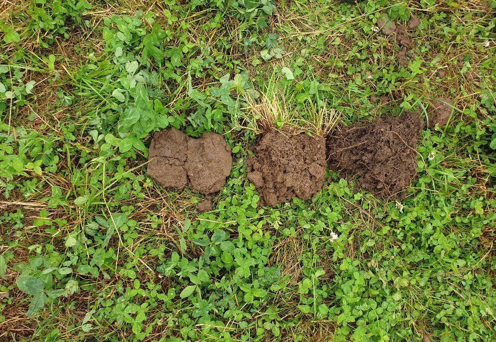 RNWade1's tweet photo. #SoilBioHedge soil dug from under (lt-Rt) wheat crop, 3yr grass ley and hedge. Just look at the colour and structure differences! Soil quality is so poor under our crops - yet it is so critical for crop growth. @DBerdeni @SusannahBird @SheffieldAPS showing ley rotation helps. https://t.co/O7DDMX4zMP