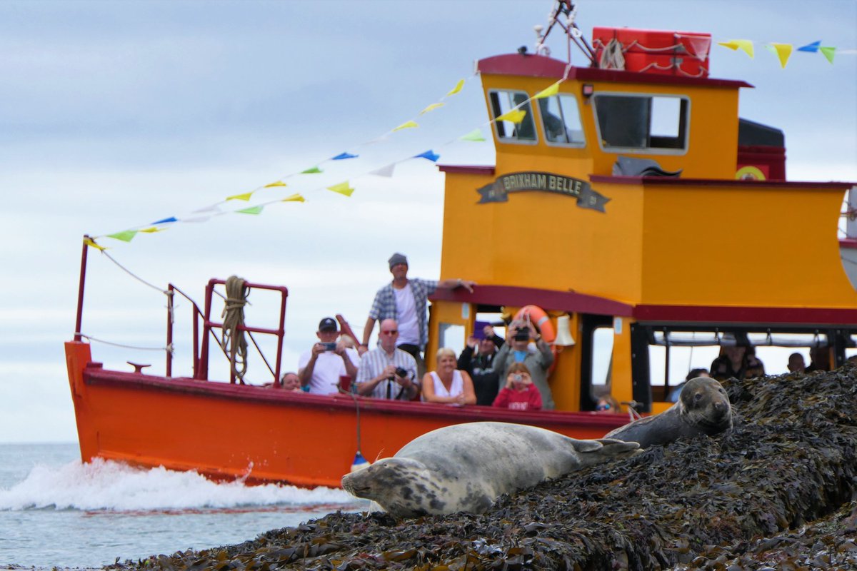 All aboard the #BrixhamBelle! Our fabulous Teignmouth & Brixham Round Robins are still turning heads - even the seals want in!! 😉 Check out weferry.co.uk, we sail 7 days a week! #Torbay #Teignmouth #Wildlife #BestDaysOut