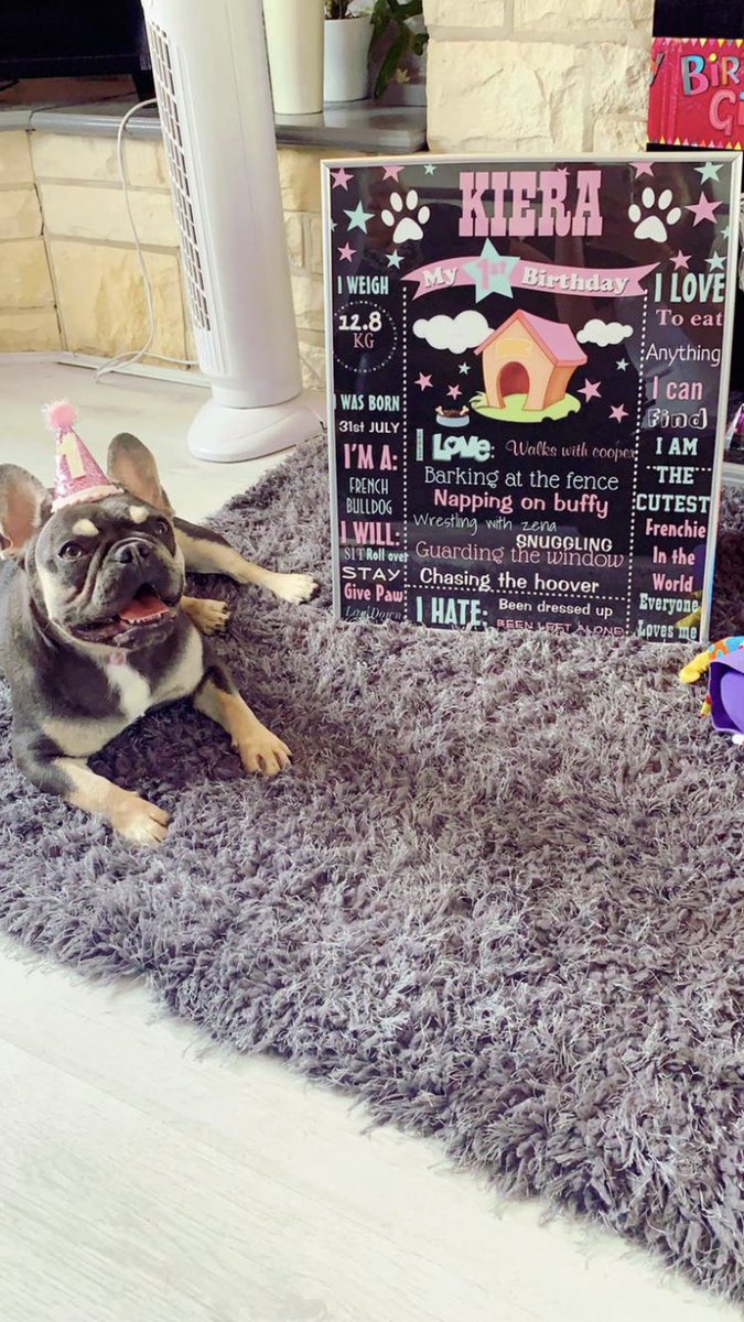 markmangle's tweet photo. Keiras first birthday #Frenchie  #dogs1stbirthday https://t.co/tGiQTKRxlR