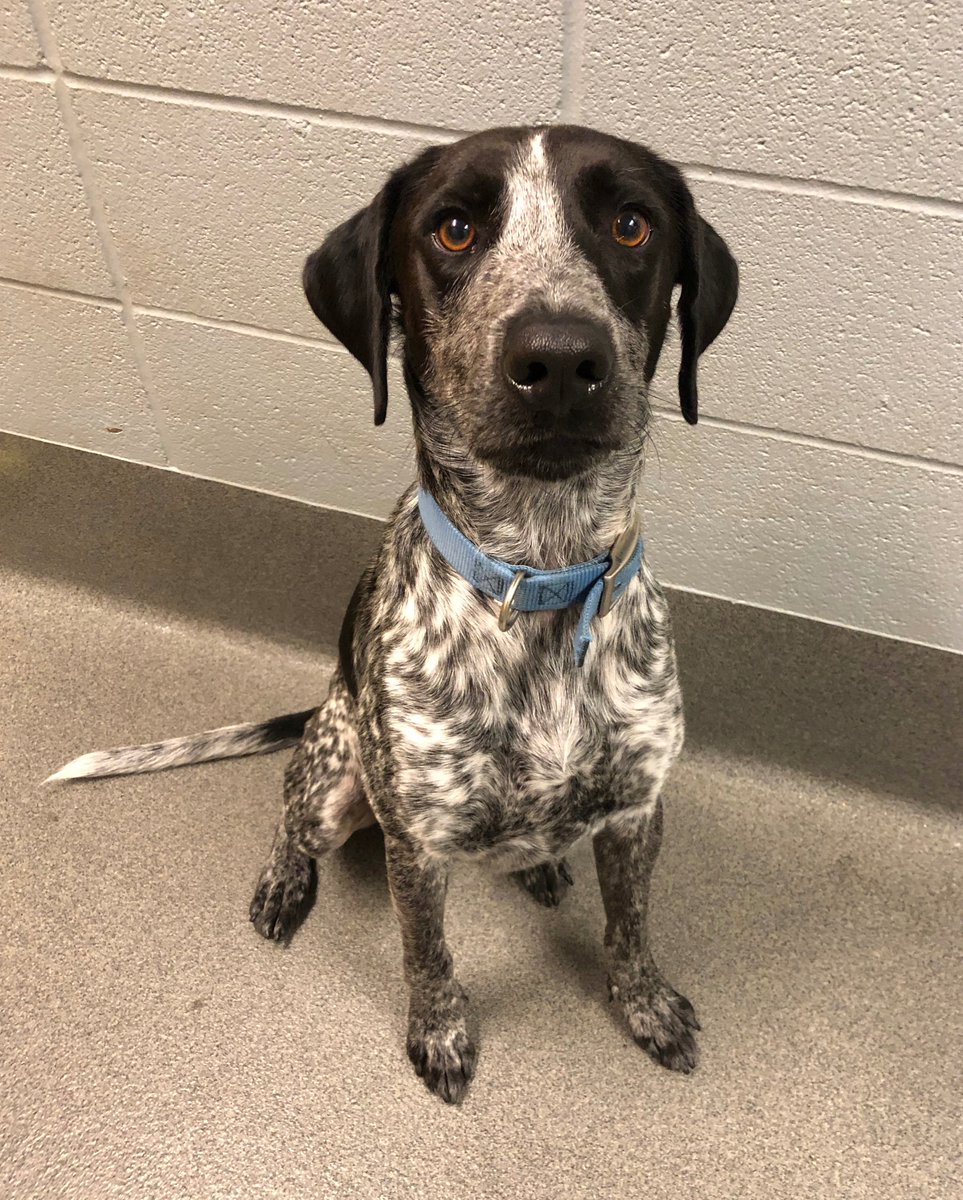 kshumanesociety's tweet photo. SNOOPY! 😍😍😍😍😍😍

Snoopy is an adorable 2-year-old boy who needs a loving family!

Give us a call if you'd like to place a hold on Snoopy today! 316-524-9196 https://t.co/QdAbq8INCn https://t.co/DaMenweARv