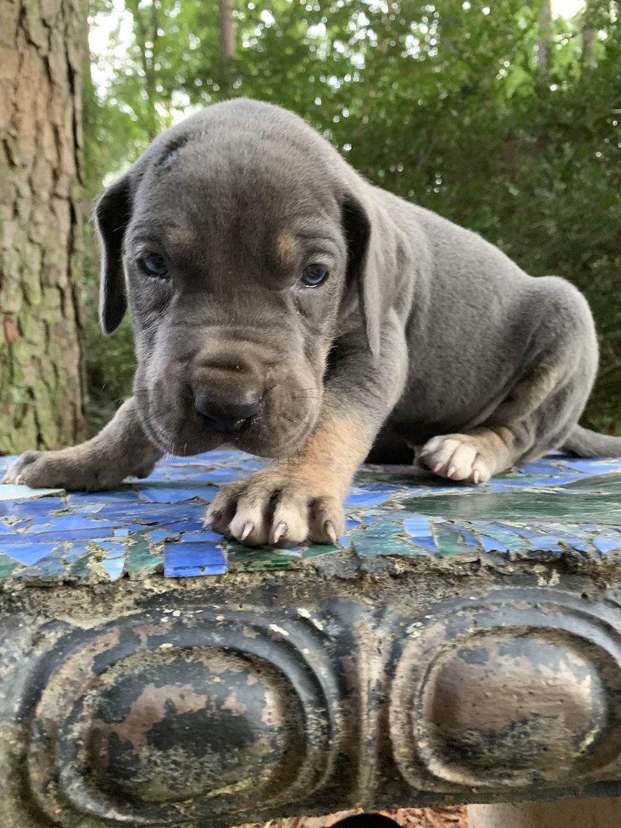 tan point great dane puppies for sale