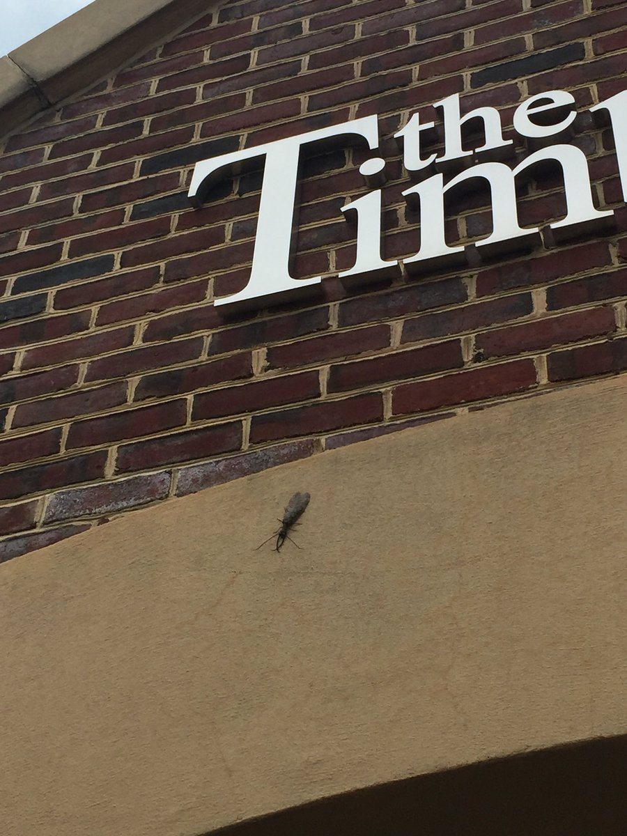 Our facility had an interesting visitor this morning! It wanted to play 18 holes with a cart at the best public course in central Maryland!

Who can identify this insect? #KemperSports