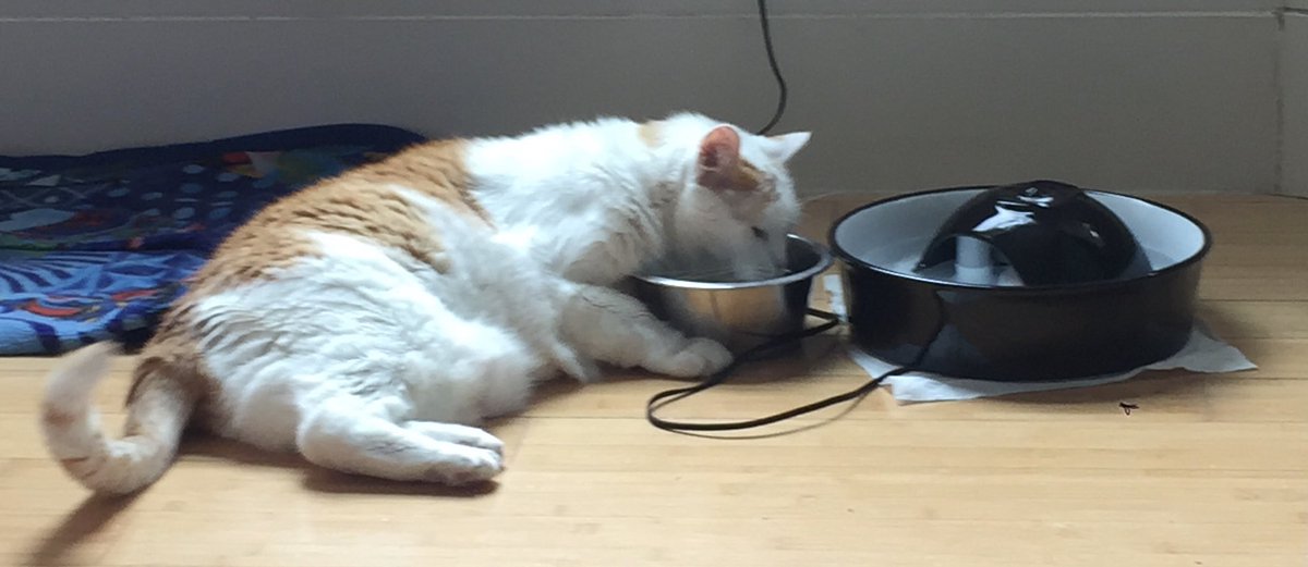 LoMeowChenko's tweet photo. Duuuuuddddessss.....Leaked photos of me drinking from the tunatini fountain were posted online!!! 🙀🌱🌿 🐟🍸
#ItWasntMe #OkMaybeItWas #IPleadThe5th #WhateverThatMeans #SendNip #AndAnUber #ProbablyALawyerToo #DontForgetTheSnacksPeople! https://t.co/CikHKx5Q00