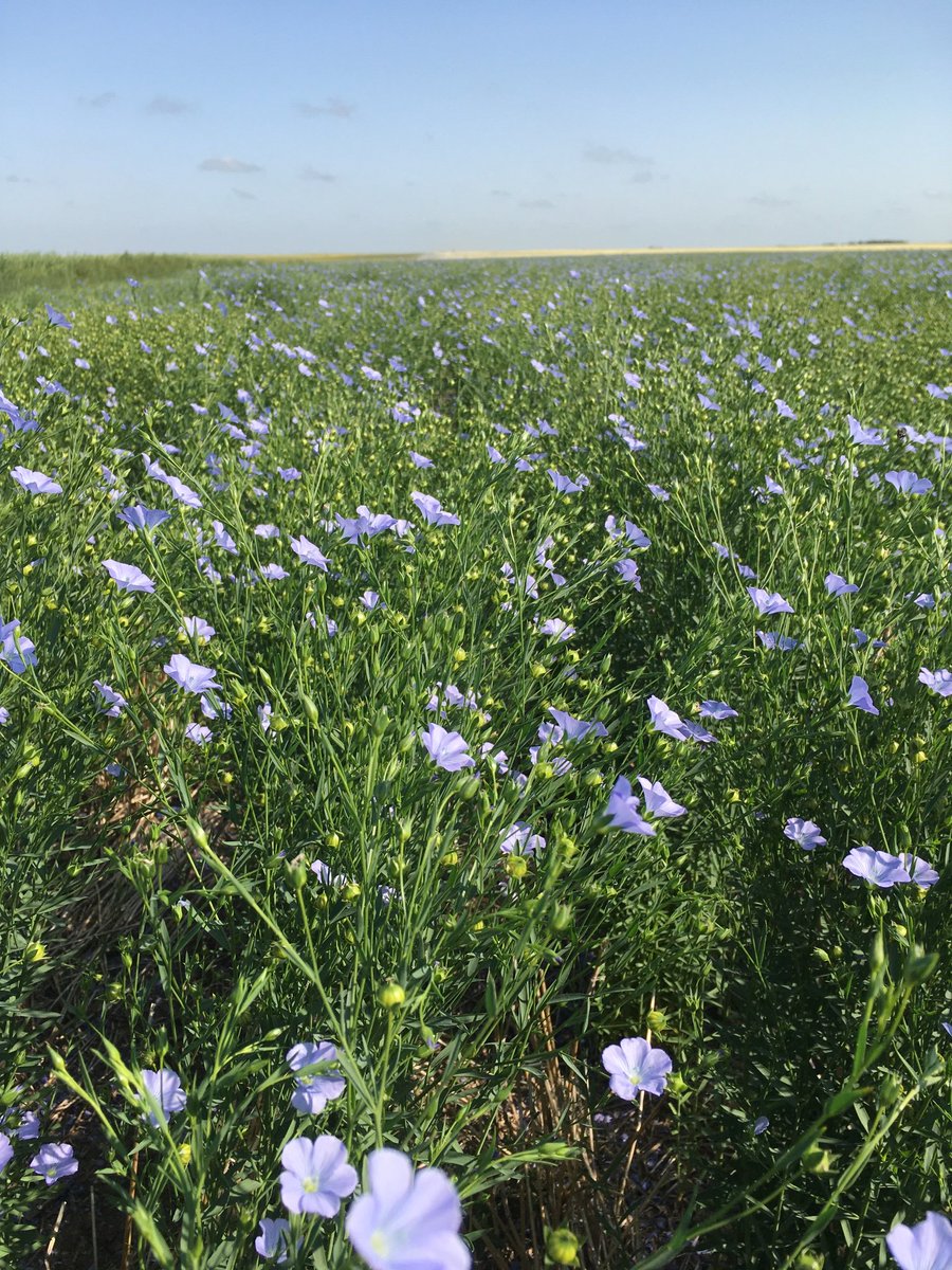 Plenty o' Flax. Many growers in SE Sask turned to flax this year. They are producing flax, instead of canola, to minimize the risk of marketing canola #GrainWorld19 <a href="/westernproducer/">The Western Producer</a>
