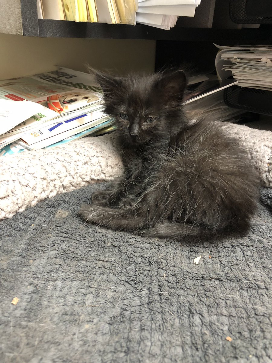 Kitten_LittleMs's tweet photo. Someone is stealing Jules bed. Sorry old man cat, you snooze you lose!! https://t.co/R3oQyXn9ao