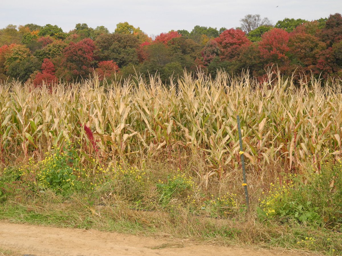 FarmKings's tweet image. I think he means Fall Festival...