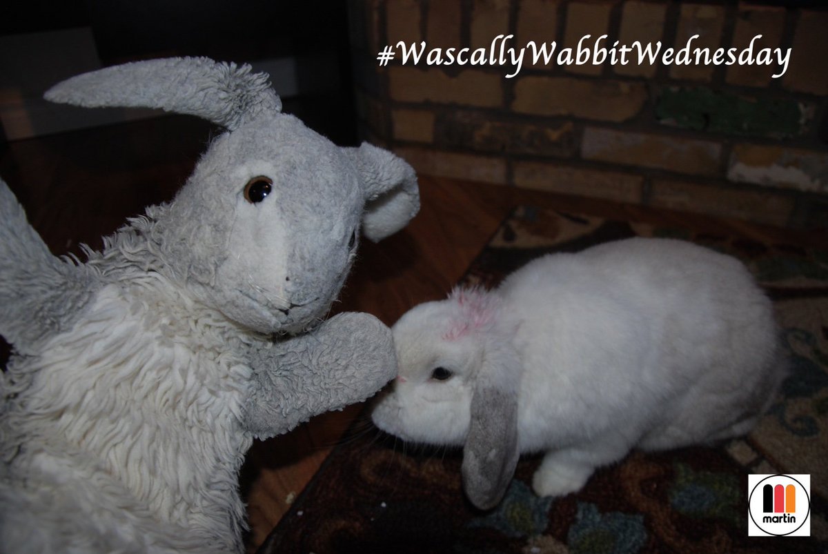 MartinsPets's tweet photo. It's #WascallyWabbitWednesday! What's your lil' wascal up to today? #MartinSmallPet #Rabbits #LittleFriends https://t.co/5dSs5GWYre