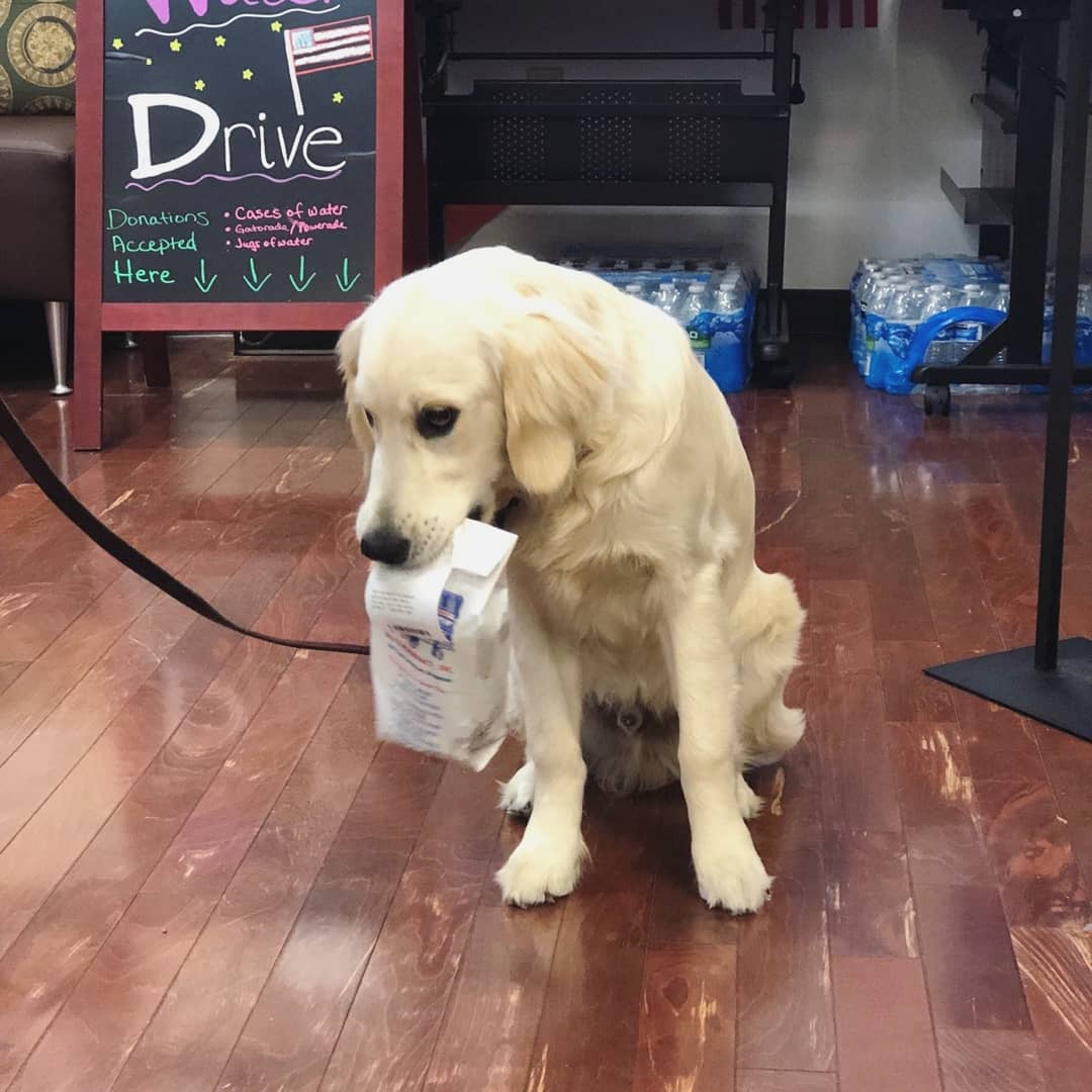 RaysRXTexas's tweet photo. Just another day at the pharmacy  ❤️🐶 
This is Garm, a service doggie in training with @DFWCaninesforVeterans
***he was giving the clerk a high five 🖐🏻 for our EXCELLENT SERVICE! 
💡Did you know?
We are pet friendly and Compound Medications for all furry animals! #garmintraining https://t.co/ghHunvrxsa