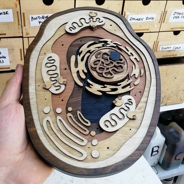mtomsky's tweet photo. Custom design of a cell and its interior, including the nucleus, endoplasmic reticulum and the mitochondria... All very pleasing words to say out loud, even if I only barely know what they mean!
-
-
#art #design #illustration #craft #woodworking #customd… https://t.co/uChZKwj4MH https://t.co/D0XELZKMlO