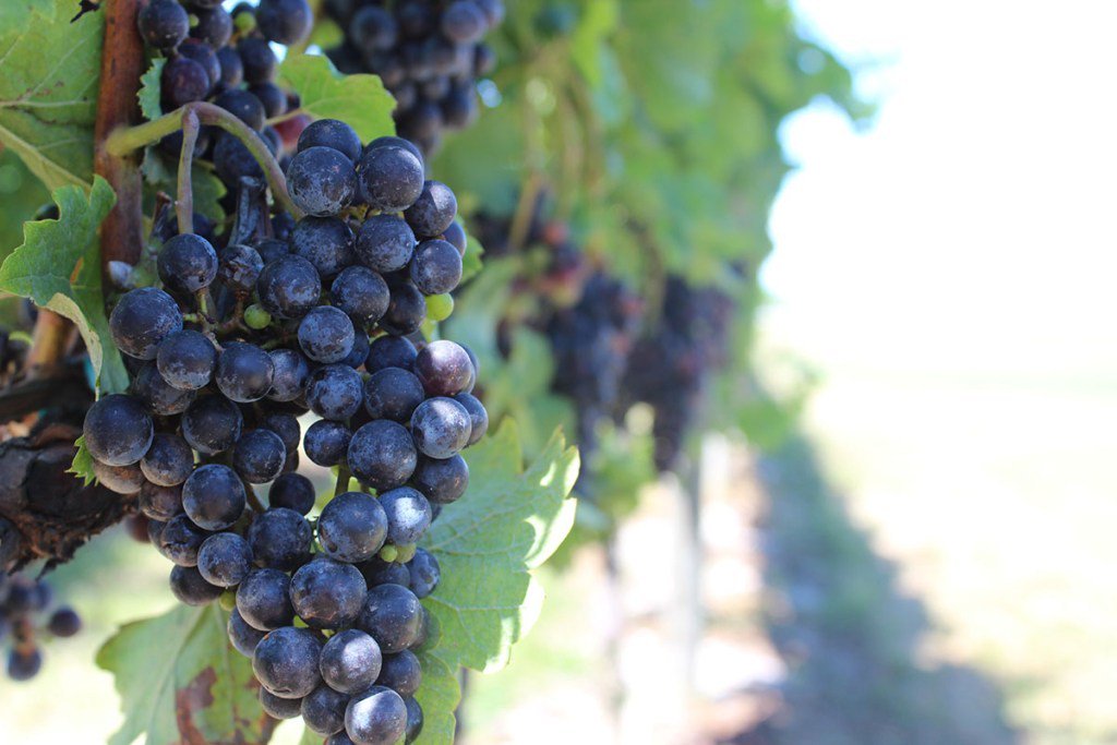 Syrah, Shiraz, and Petite Sirah – What’s the Difference? hawkhavenvineyard.com/blog/2019/07/3…