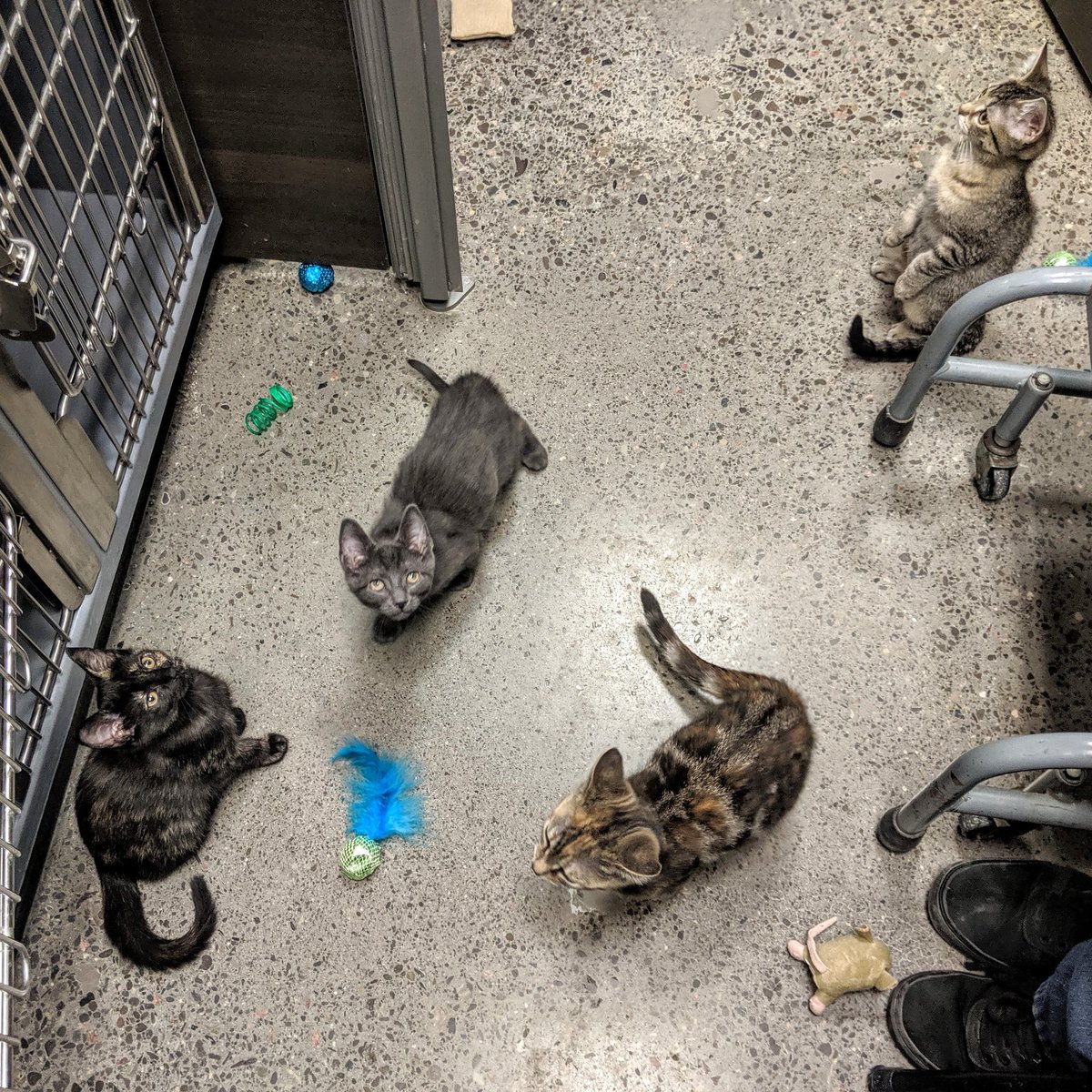 petsmart kennedy commons phone number