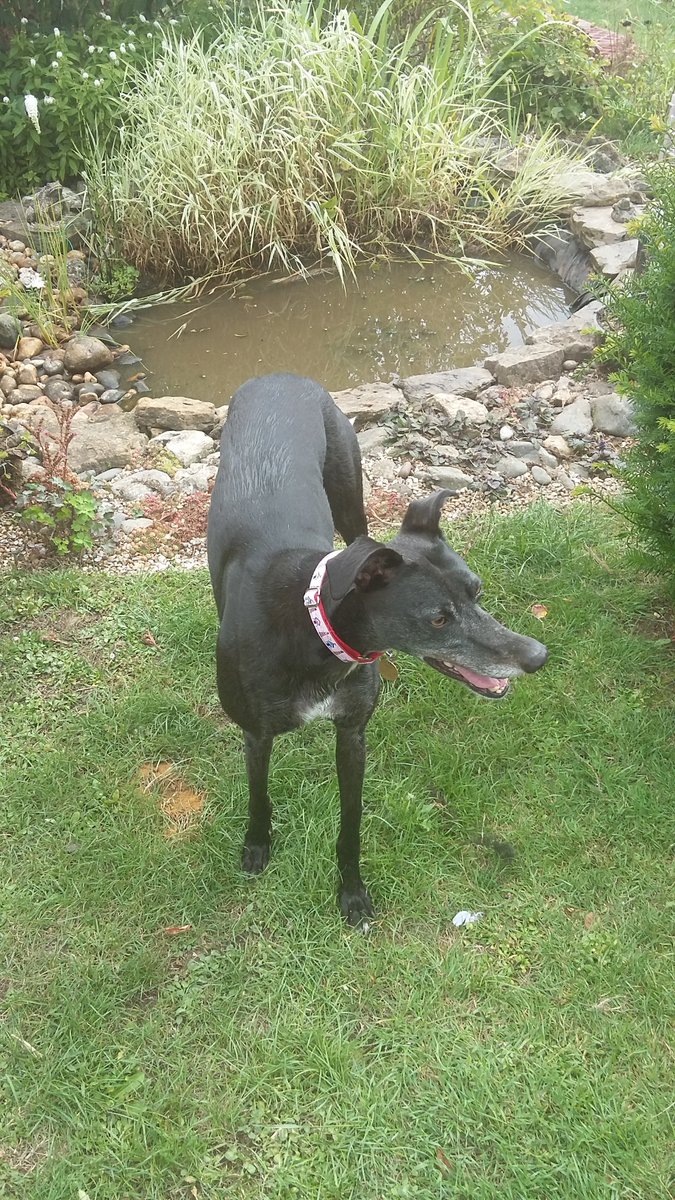 mevsocsci's tweet image. 'They never had these at @Crayforddogs or @HoveGreyhounds'. Marathon legend Maireads Ivy did her best 874m round the garden today and promptly fell in the pond 😂@RPGreyhounds @Hobbsy67 @JulieCollierTV. Promote this girl as the face of greyhound retirement! Always loved ❤