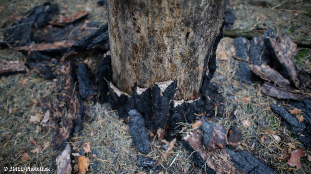 BMLEH_Bund's tweet photo. Trockenheit erhöht die #Waldbrand|gefahr - vor allem in Nadelwäldern. Ziel des Aufforstungsprogramms von BMin @JuliaKloeckner sind klimaangepasste, robuste Mischwälder.

Die Ministerin macht sich heute in #Brandenburg ein Bild von Brandschäden und dankt den Einsatzkräften! https://t.co/qBHE85oLY9