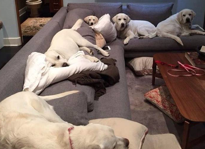 We Love Dogs, USA tweet media