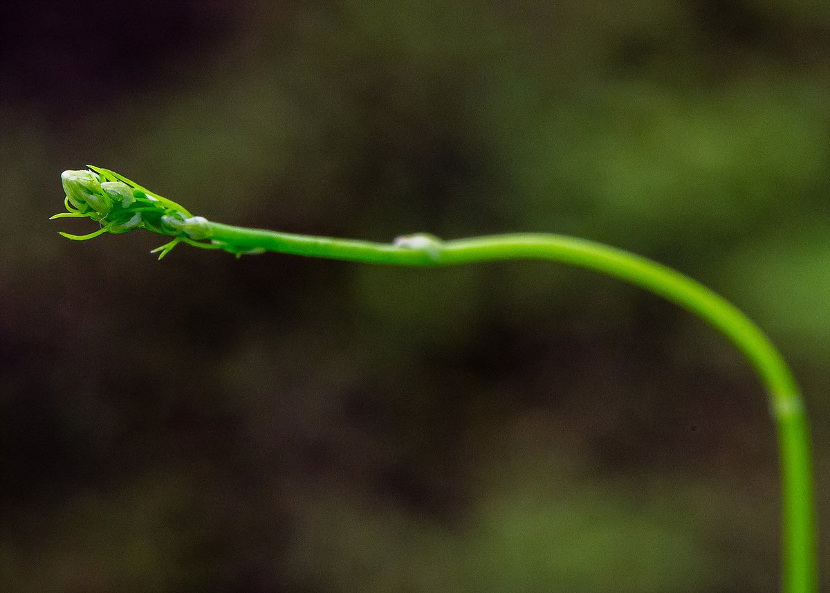 shawnkthomas's tweet photo. Interested in mating system and sex chromosome evolution? Go check out @jleebensmack's talk on the evolution of dioecy in the genus Asparagus. Today (7/31) 2:15-2:30pm in San Luis 2 @peanut_buddy @aeharkess @MadsciA #Botany2019 📸: @bewickaj @peanut_buddy https://t.co/L08vUzUgc0