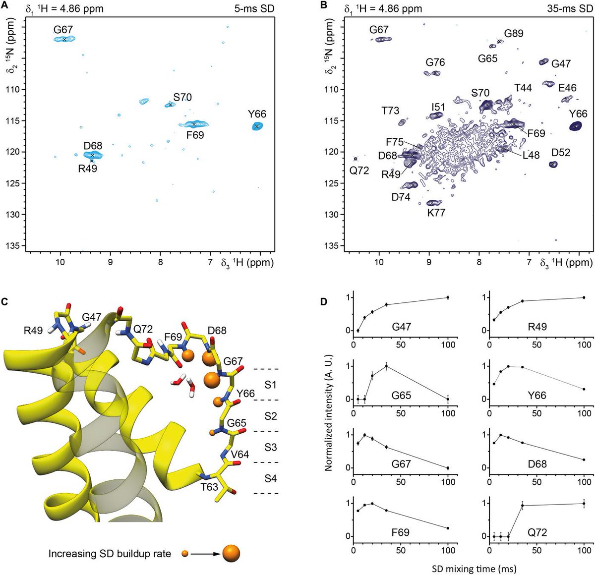 Congrats Carl and Kitty at #LangeLab! What a great study using #solidstateNMR to show how #potassiumchannels work!
advances.sciencemag.org/content/5/7/ea…