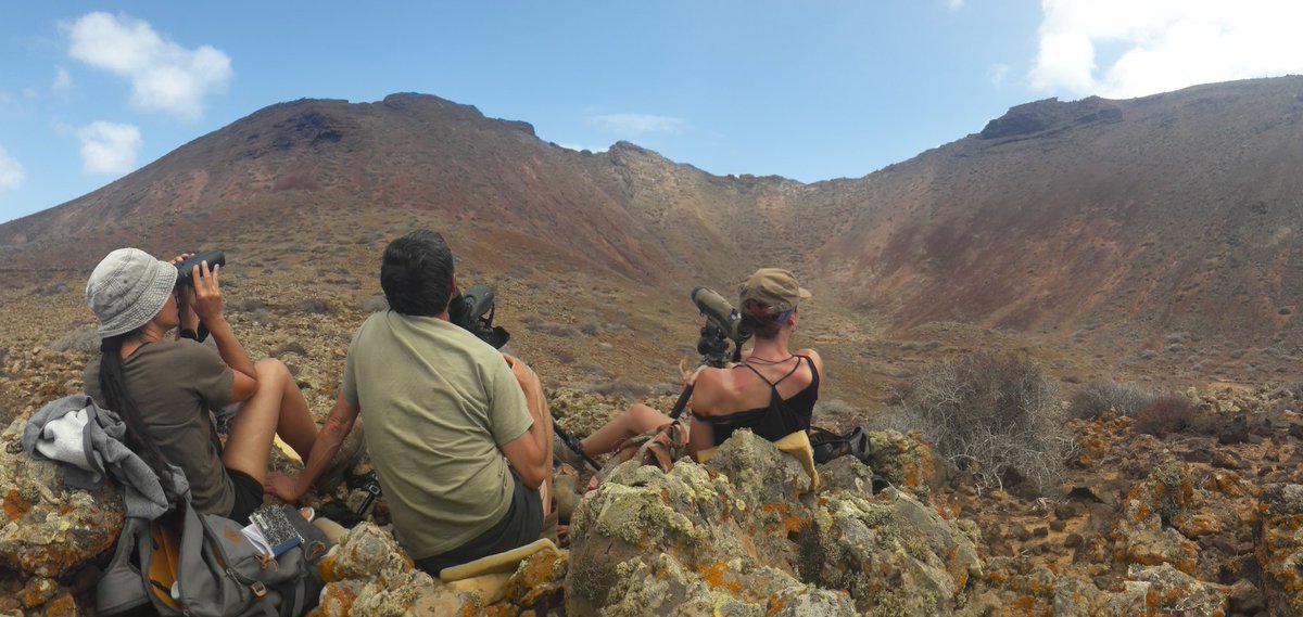 As the sea storm continued we surveyed Mount Lobos today. Spectacular start with many falcons chasing Ravens, and vice versa. After some hours males arrived wt flycatchers and other prey. We located 8 nest caves, of which 2 new nest sites found by yours truly .  #EF2019 [32/n]