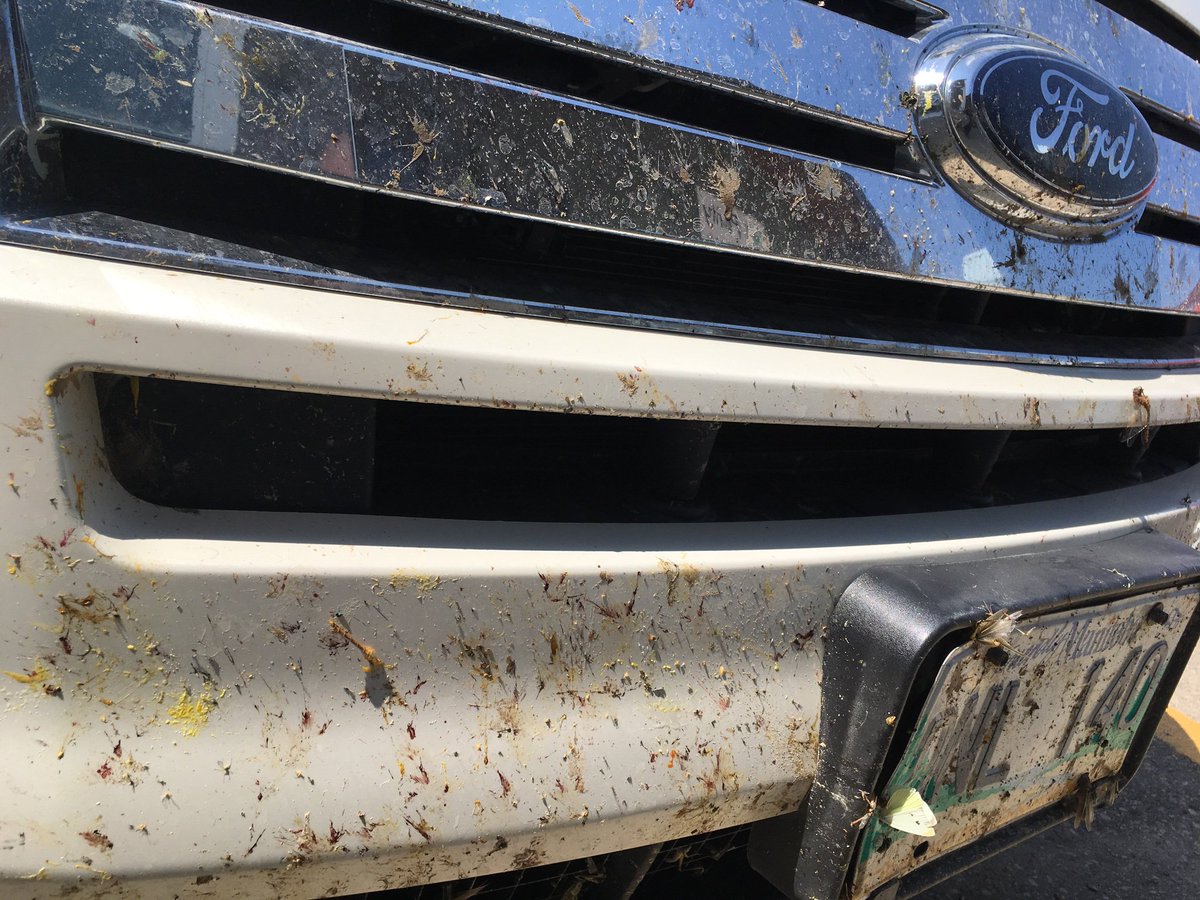 Victims of the crop tour. A few flies, dragonflies, bees and other members of the insect family were slightly hurt during the 2019 Grain World crop tour #GrainWorld19 <a href="/westernproducer/">The Western Producer</a>