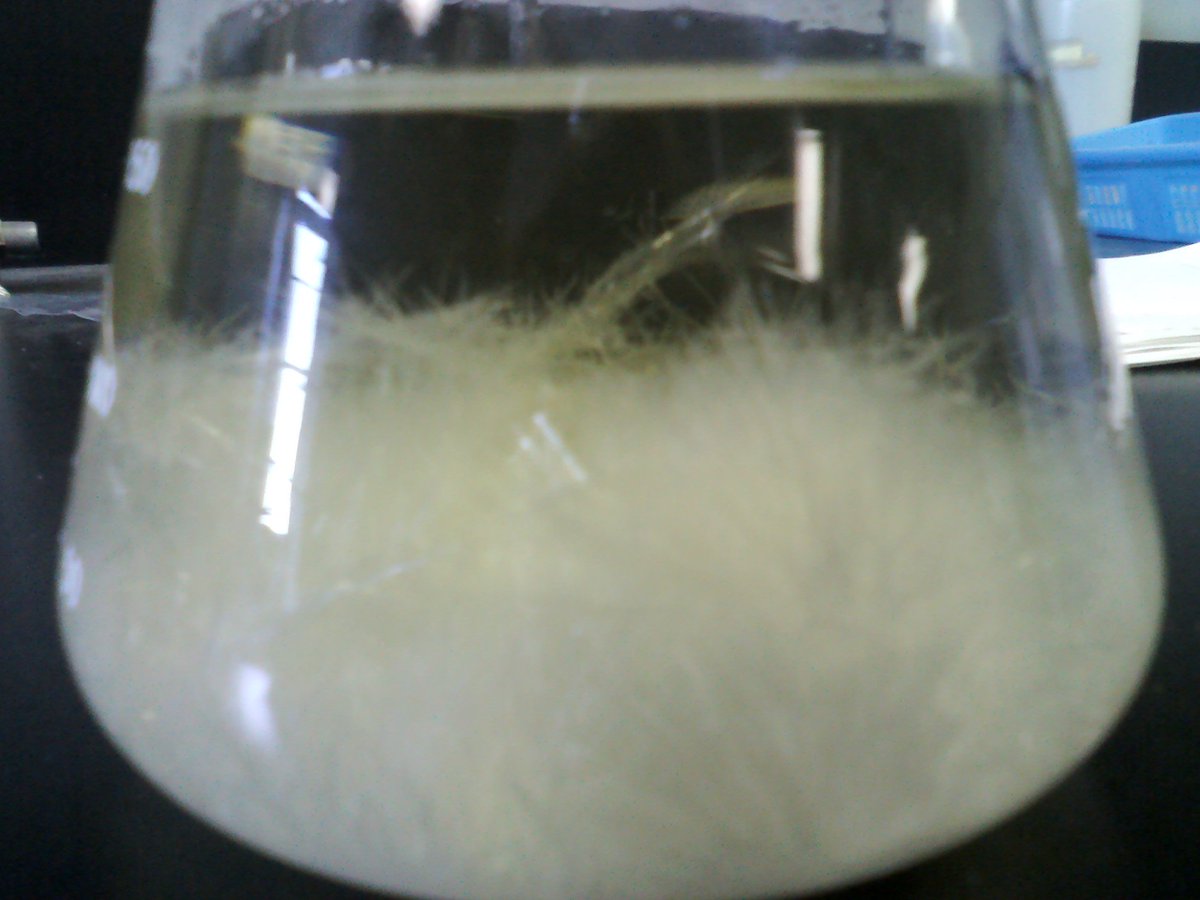 TorenWX's tweet image. Making some #crystals in #chemistry via #recrystallization. These look very beautiful and delicate, don't you think? They'll get much bigger when I put my flask in the freezer overnight.