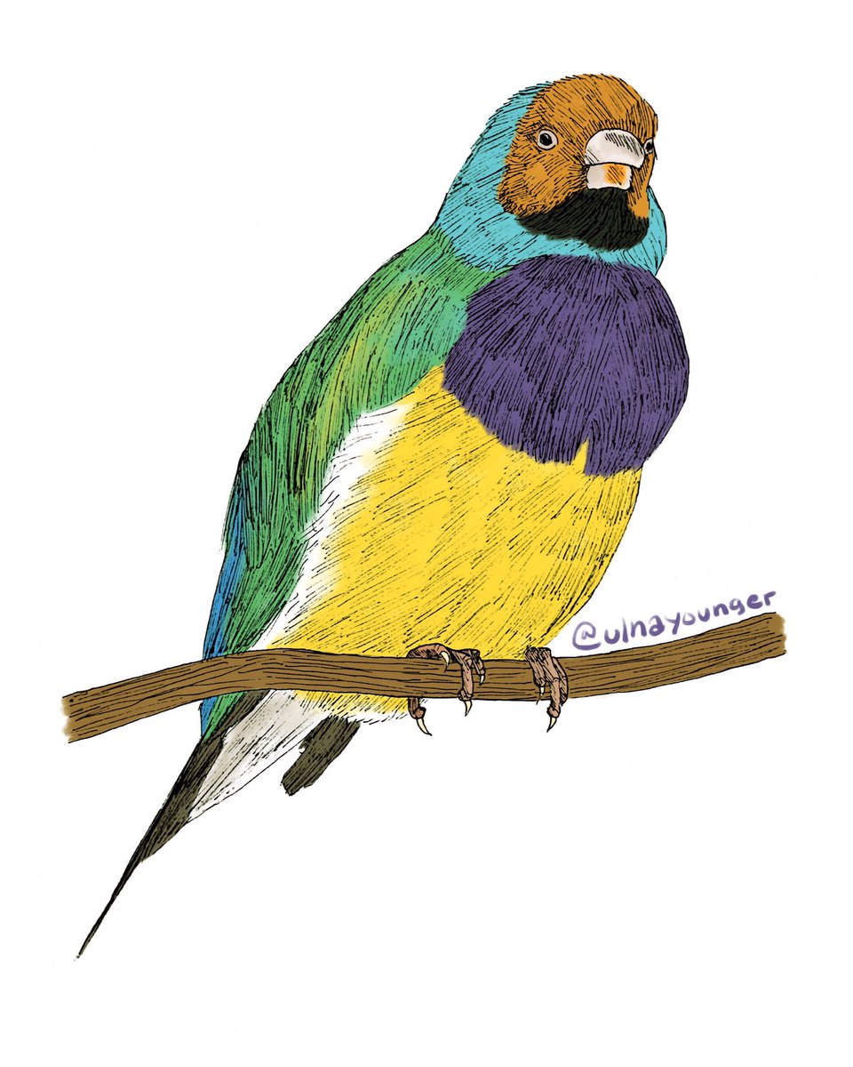 ulnayounger's tweet photo. Day 30: Gouldian Finch #BirdsOfJuly #BirdsOfJuly2019 https://t.co/Civui7SV0L