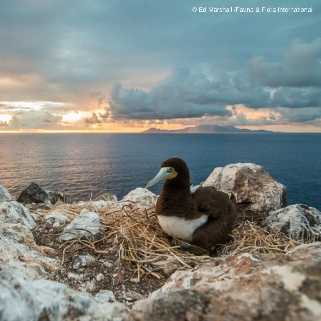 #CreatureFeature -A brown booby nesting on Redonda. Although they are powerful and agile fliers, they are particularly clumsy in takeoffs and landings; they use strong winds and high perches to assist their takeoffs. (Photo courtesy Ed Marshall/Flora and Fauna International)