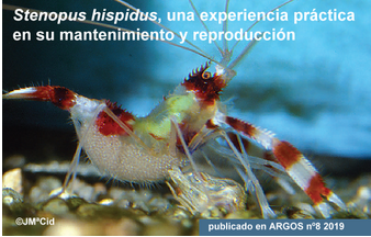 AquaticNotes's tweet image. Ya está disponible en Aquatic Notes, un artículo sobre el mantenimiento y reproducción del fascinante "camarón boxeador" (Stenopus hispidus). No os lo perdáis!!😊
aquaticnotes.com…/stenopus-hispidus-mantenimiento-…/