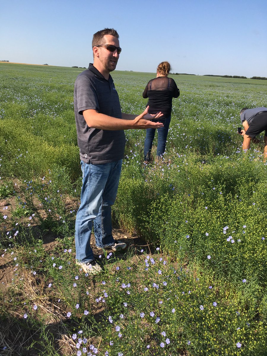 No more beans. Howie Mercer, of FarmLink, says many growers around Weyburn have abandoned soybeans. After two years of horrific yields (10-15) bushels, they are returning to traditional crops like flax #GrainWorld19 <a href="/westernproducer/">The Western Producer</a>