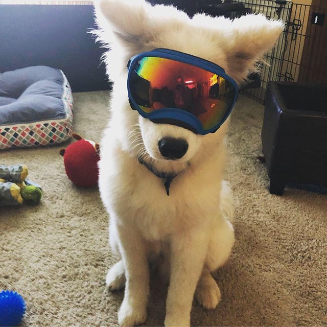 FSamoyed's tweet photo. Had a great time with daddo going on our first bike ride together! I’m rocking out my #rexspecs and #k9sportsack like a boss 🌟 #samoyedclub #samoyedsofinsta #samoyedpup #puppiesofinsta #downtownminneapolis #mn #loringpark…

📸 https://t.co/Akk1bHZtZJ via https://t.co/O9fT9x5Td8 https://t.co/S5YzL2tPuo