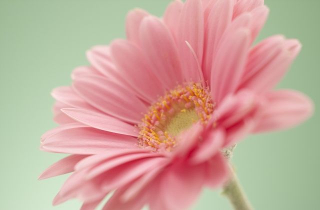 アルビオン Albion 公式 Na Tviteru おはようございます 今日の誕生花は ガーベラ です その花言葉は 希望 一輪あるだけでも 周囲をパッと明るくしてくれるガーベラの花姿は まさに希望の光のよう 今日は 心の中に一輪のガーベラをしのばせて