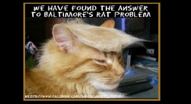 JohnTheWhite1's tweet photo. You know its funny
Whenever I debate libs/lefties/remoaners
I feel like a Lion playing with Mice!
#Baltimorecesspool #BaltimoreCleanUp2019 
@POTUS @realDonaldTrump #MAGA
#ForAllAmericans! #PatriotsHaveNoSkinColour
#CleanItUp! #WWG1WGA https://t.co/B4uKEfWWfT