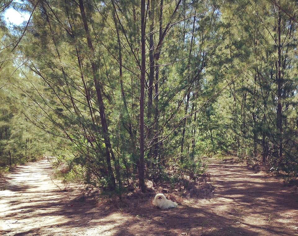LilCaliGurl's tweet photo. #nofastfoodhere #feelingstranded #cravings "Two roads diverged in a yella wood, and I... I took de one wif a Chickfila 🍖 dribe froo and Firehouse subs, dat haz made all de difference" -if #robertfrostwasadog #theroadnottaken #caligurl #tworoadsdiverged  #firehousesubs #chickfila https://t.co/7POIGhzg59