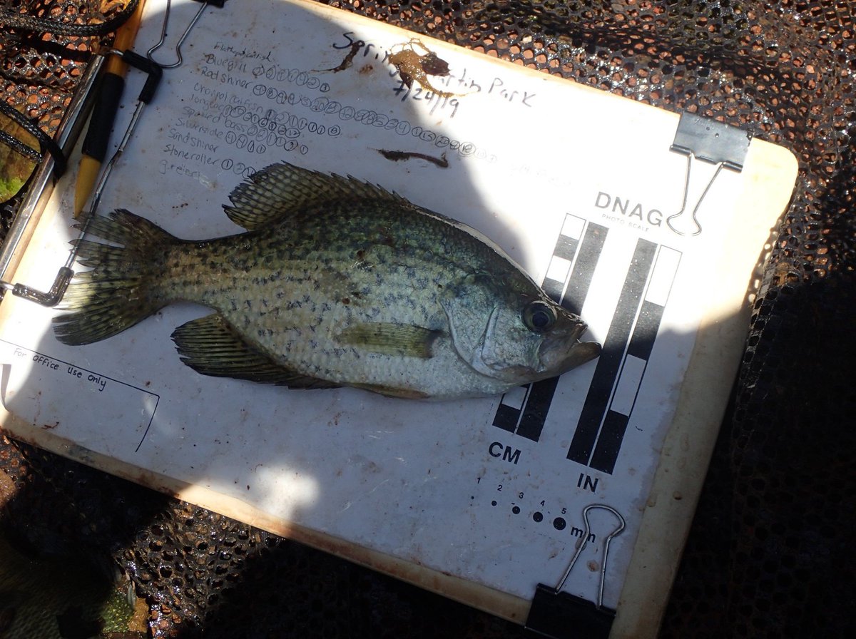 BlueThumbOK's tweet photo. We've been busy performing fish collections the past 2 weeks! Check out some of the cool things we managed to catch in our seine! #waterquality #sunfish #greensunfish #blackcrappie #longnosegar #largemouthbass #science #fieldwork https://t.co/3te5InljRP