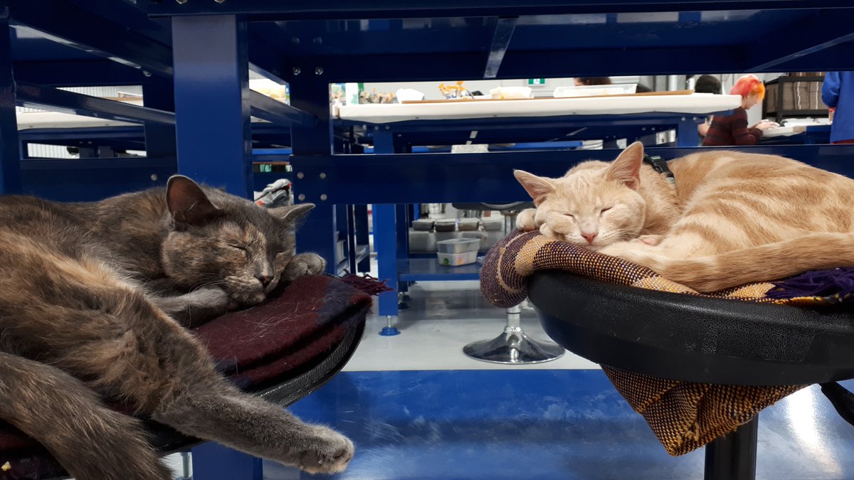 Peartree tweet media