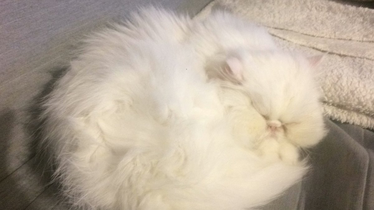 Bir melek artık o şimdi , benim can yoldaşım kader ortağım ,  her zaman aklımda olacak ve sonsuza dek kalbimde yaşayacaksın...