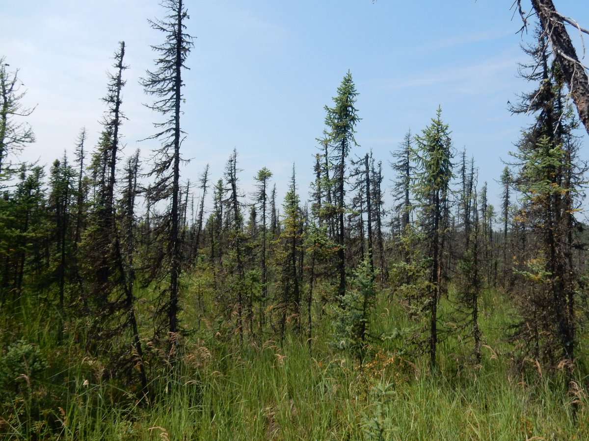#Peatlands have traditionally acted as natural fire breaks; however, recent research shows that climate and landscape changes can make black spruce peatlands susceptible to high intensity forest fires nrcresearchpress.com/doi/abs/10.113… @SuperMossSophie @mikewaddington