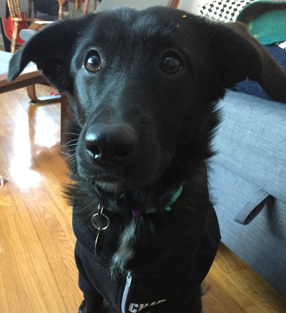 wpglibrary's tweet image. Charlie Hotdog Baker is a force of nature. Daniel B. tells us she enjoys herding humans and playing in the sunshine.

#NationalMuttDay #WPLdogs #LibraryDogs